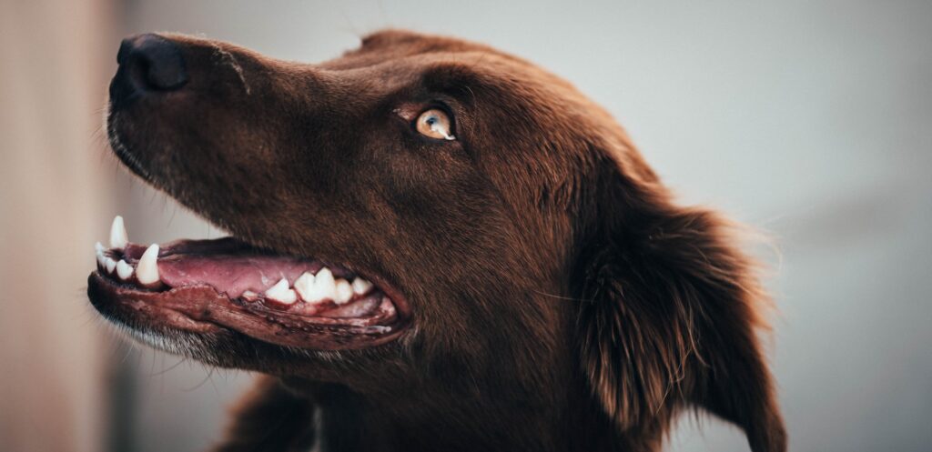 brian brxtn tAsmMa9pk9c unsplash 2 dental care near me